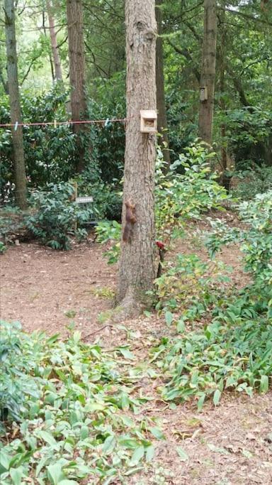 Bosbungalow de Eekhoorn Nunspeet Buitenkant foto